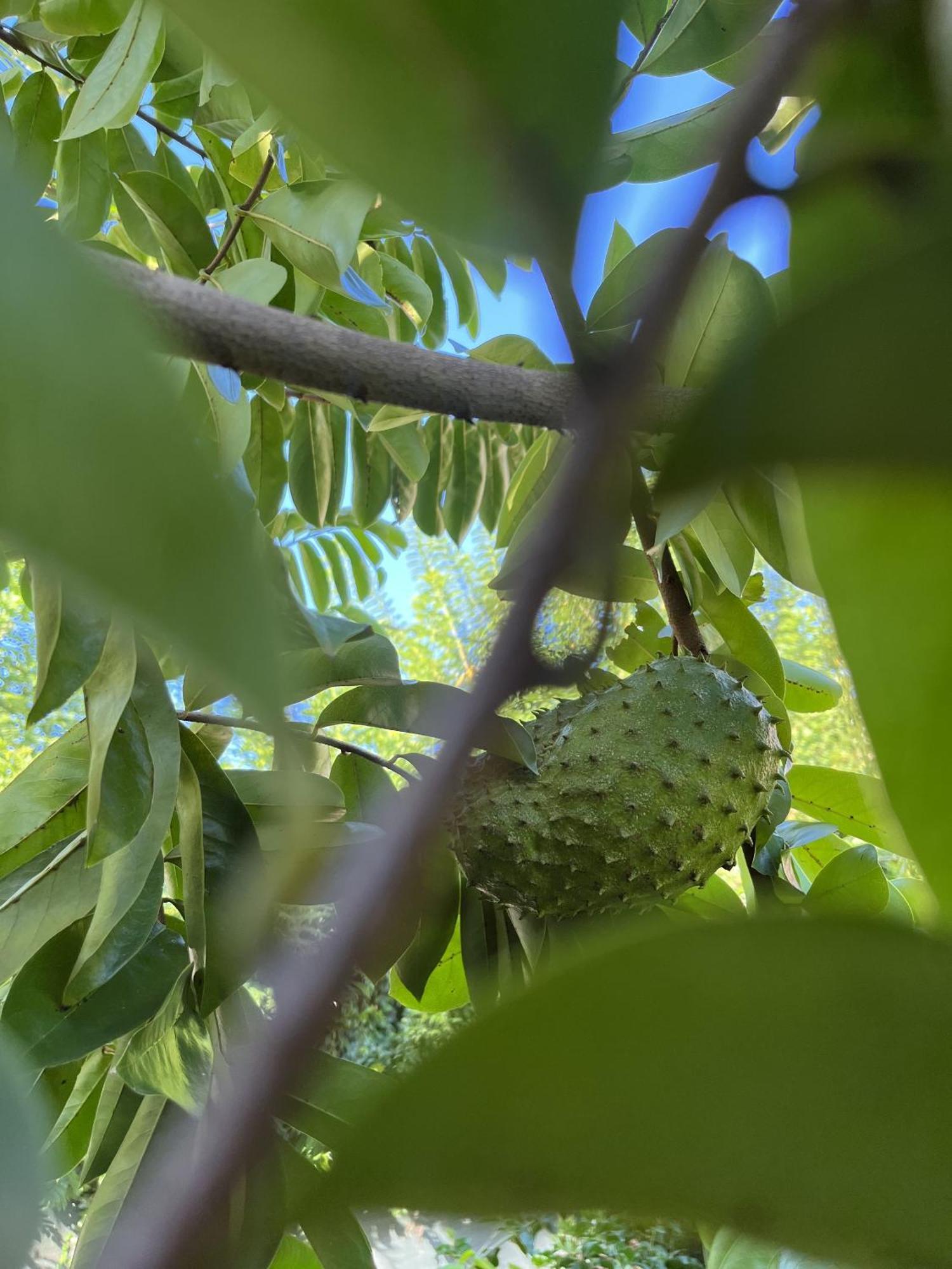 Eden Paradise Ecolodge & Spa Sainte-Luce Esterno foto