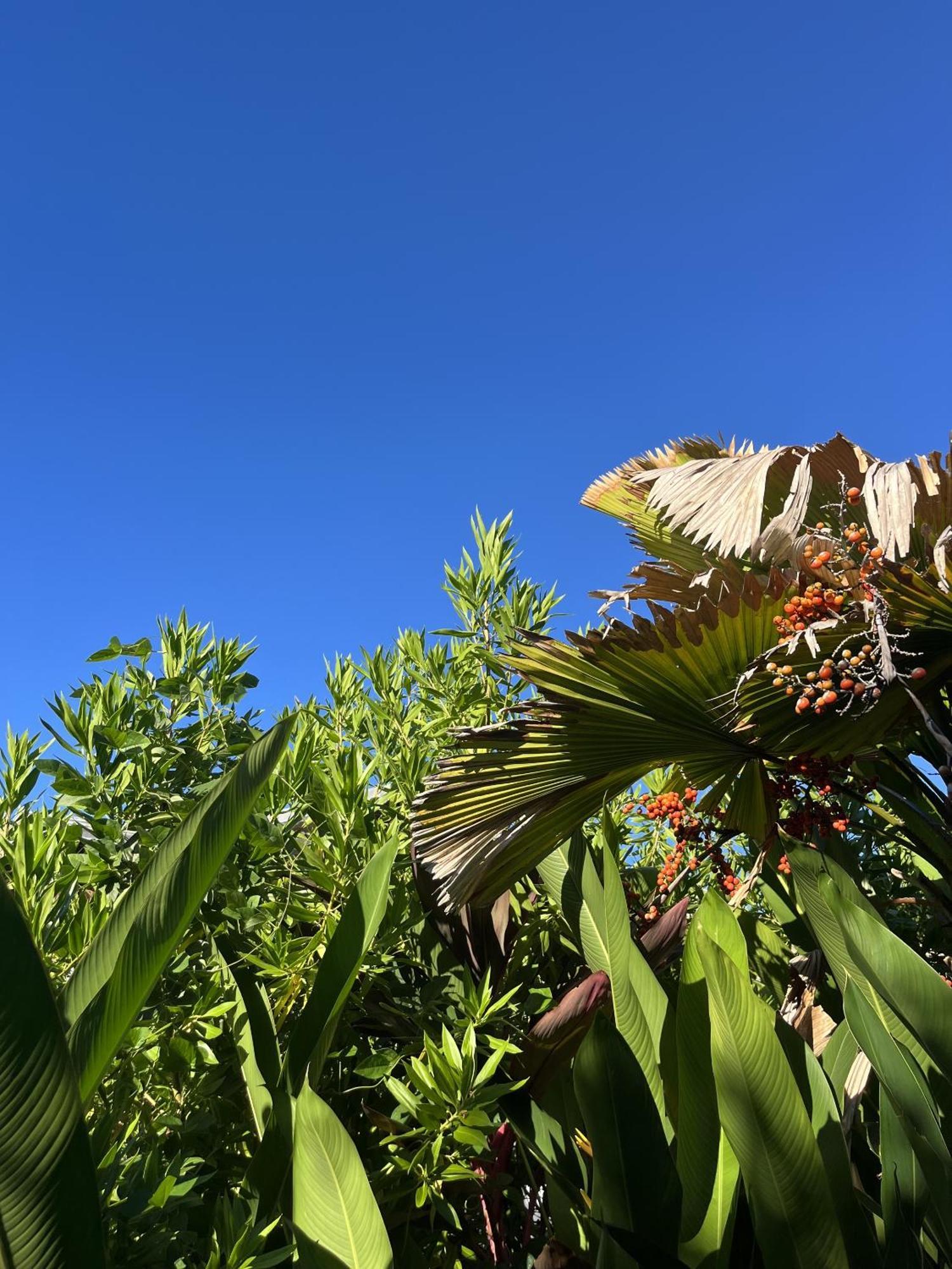 Eden Paradise Ecolodge & Spa Sainte-Luce Esterno foto