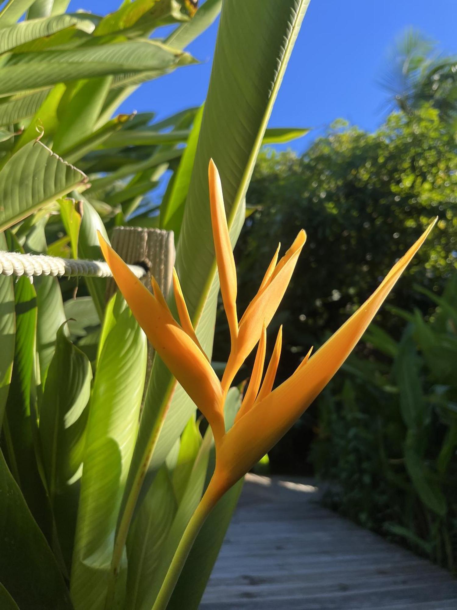 Eden Paradise Ecolodge & Spa Sainte-Luce Esterno foto